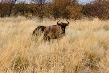 Wildebeest buck in Namibia, Africa. Located southeast of Omaruru. African wildlife. 