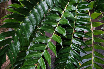 Cyrtomium falcatum plant. House holly-fern or Japanese holly fern. Fresh green leaves with water...