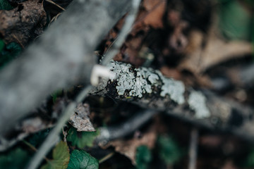 tree bark