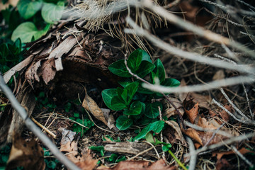 green plant in spring