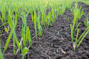 recently sprung sprouts of wheat and rye crops on a farm field, agricultural products and crops,...