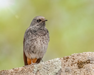 Hausrotschwanz Portrait