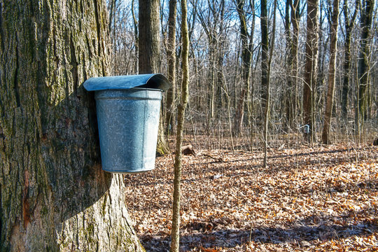 Sap Bucket On Maple Tree