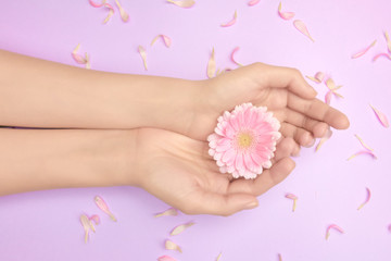 Naklejka na ściany i meble Beutiful floral concept of present certificate. Gerbera flower in womans hands on a violet background with small petals. Gift card to Mother day.