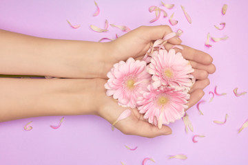 Obraz na płótnie Canvas Spring bouquet from gerbera flowers in womans hands on a violet background with small pink petals background. Feel spring concept. Women insights about skin care.