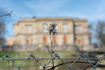 Verblüter Blütenstand am Maschendrahtzaun vor unscharfem historischen Gebäude