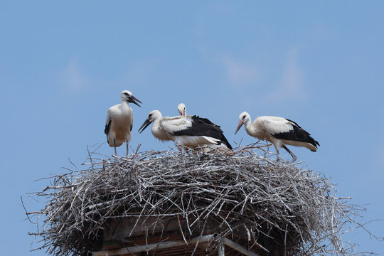 Fliegende St&ouml;rche mit Jungtieren im Nest Wei&szlig;storch