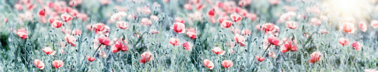 Selective and soft focus on red poppy flowers, flowering wild poppy flower in meadow