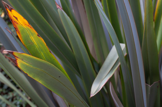 Green And Yellow Leaves Of Plant