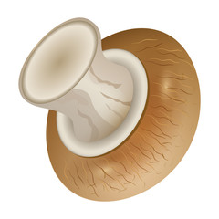 Champignon vector icon.Realistic vector icon isolated on white background champignon .
