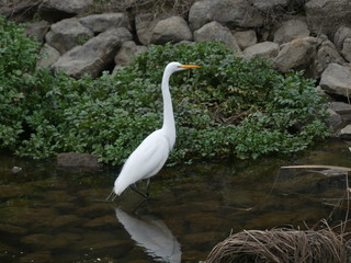 great blue heron in the water