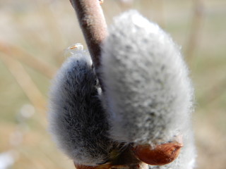 Catkin hanging of the tree