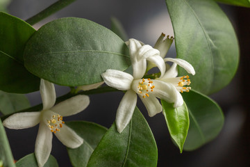 Small white flowers of citrus plant Calamondin, Citrofortunella microcarpa, Citrus madurensis with light green young leaves, close-up with selective focus. Indoor citrus tree growing