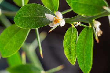 Beautiful scenery, a blooming sprig of citrus plant Faustrimedin, finger or caviar lime, with small white flowers, green leaves and thorns. Indoor citrus tree growing. Close-up