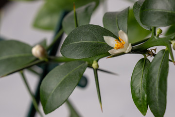 Beautiful scenery, a blooming sprig of citrus plant Faustrimedin, finger or caviar lime, with small white flowers, green leaves and thorns. Indoor citrus tree growing. Close-up