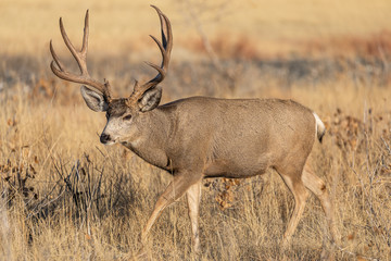 Naklejka na ściany i meble Mule Deer Buck in Colorado During the Rut in Autumn