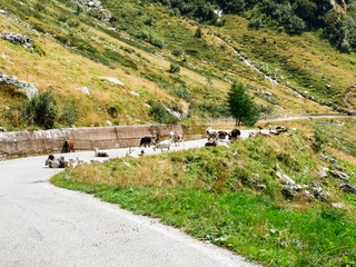 mountain goats