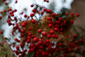 red berries on a branch
