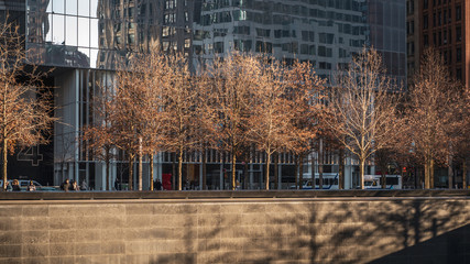 brown trees during autumn winter at the 9/11 national memorial in front of glass skyscraper. New...
