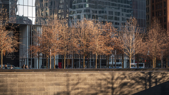 Brown Trees During Autumn Winter At The 9/11 National Memorial In Front Of Glass Skyscraper. New York City Wall Street One World Trade Center