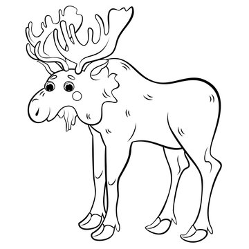 Coloring page outline of cute cartoon moose. Vector image isolated on white background. Coloring book of forest wild animals for kids