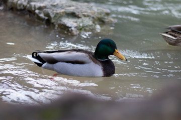 Canard du sud
