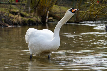 Schwan