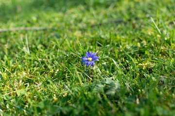 Einzelne Frühlingsblume auf grüner Wiese