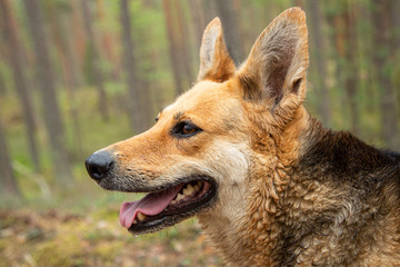 mutt in the spring forest