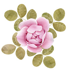 Peony roses pink blossom flower elements