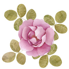 Peony roses pink blossom flower elements