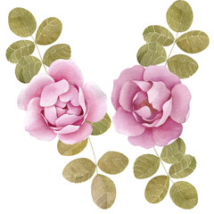 Peony roses pink blossom flower elements