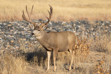Mule Deer Buck in Colorado During the Rut in Autumn