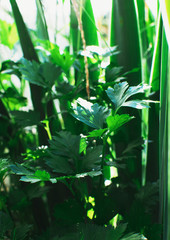 parsley leaves in early spring in the sun. Close-up. Seasoning for salads.