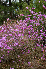 Obraz premium Rhododendron