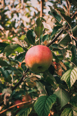 apples on a tree in summer. Fresh natural fruits. The concept of eco fruits from your garden. Template for design.