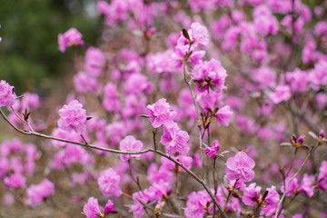 Obraz na płótnie Canvas Rhododendron