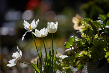 Weisse Tulpen im Frühling