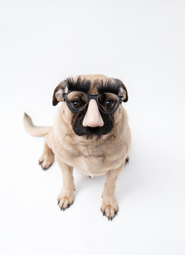 Cute Funny Pug Wearing Sunglasses Brown Stock Photo 1164112270