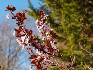 Prunus cerasifera nigra ou pissardii | Prunier myrobolan noir ou Cerisier à fleurs rose pâle sur des rameaux rouge$atres garnis de feuilles rouge à pourpre foncé
