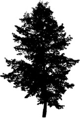 vector illustration of a tree