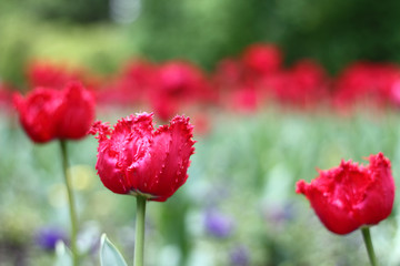 Tulips, beautiful spring flowers