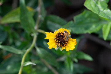 bee on a battered flower