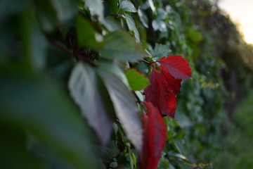 Green wall with reddened leaves in the park in soft focus
