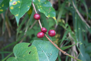 Coffee plant with its seeds