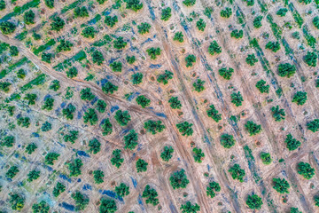Olive trees landscapes. Plantage. Aerial shot from above. Spain