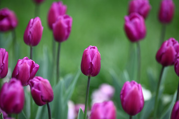 Tulips, beautiful spring flowers