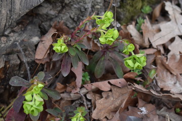Spring is coming in the forest