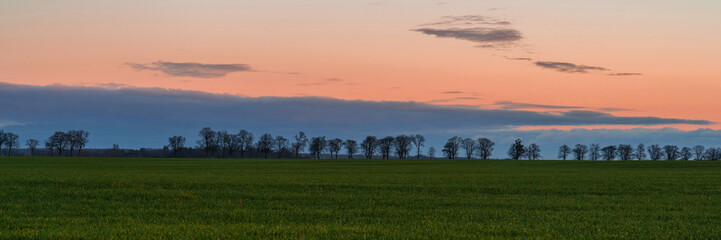 row of trees on a field under a clear evening sky