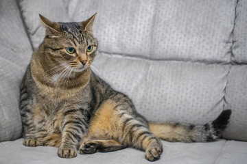 sleepy tabby cat sitting on a sofa